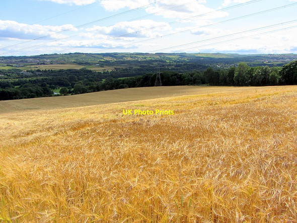 Photo 6"x4" Field of ripening barley south of Heddon on the Wall Ryton\/NZ1564 c2015