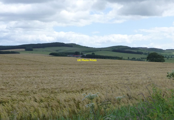 Photo 6"x4" Looking across the barley East Horton c2015