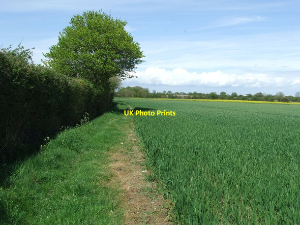 Photo 6"x4" Field Boundary Ilketshall St Andrew c2015
