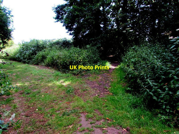 Photo 6"x4" Track fork on the  Clytha Estate Short Circular Walk Aberffrwd\/SO3509 c2015
