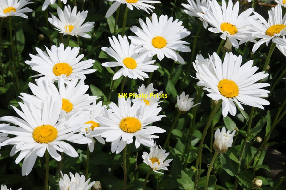 Photo 6"x4" Ox-eye daisies Collington c2015
