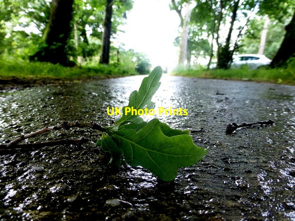 Photo 6"x4" Fallen leaf, Cranny Omagh c2015