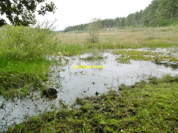 Photo 6"x4" Hardley, bog Little Holbury c2015