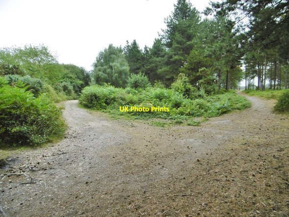Photo 6"x4" Dibden Inclosure, forestry track junction Little Holbury c2015