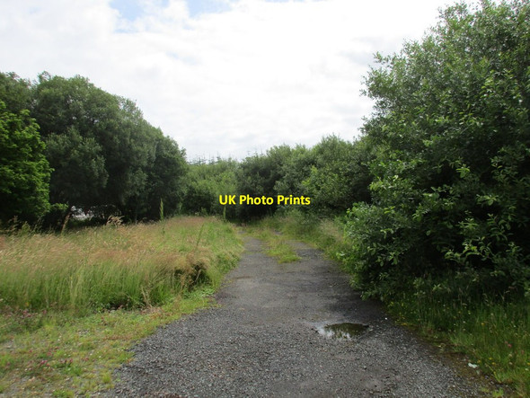 Photo 6"x4" Track into Hallmuir Plantation Lockerbie c2015