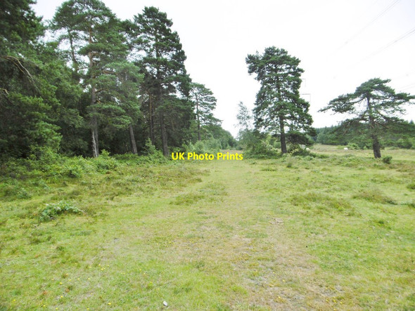 Photo 6"x4" Applemore, track Dibden Purlieu c2015