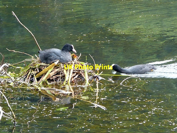 Photo 6"x4" Coot on a nest, Tredegar House Country Park, Newport Duffryn\/ST2985 c2015
