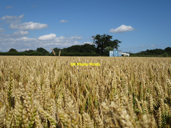 Photo 6"x4" Crop field near Wagstaff Farm Further Quarter c2015