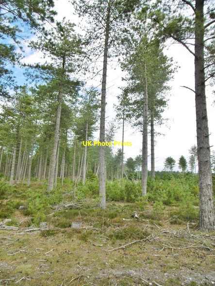 Photo 6"x4" Fawley Inclosure, conifers Little Holbury c2015