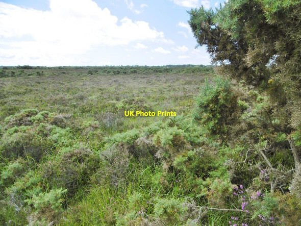 Photo 6"x4" Beaulieu Heath, heathland Hill Top\/SU4003 c2015