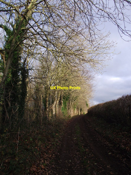 Photo 6"x4" Track adjacent to Tile Pits plantation, Beambridge Beambridge\/SO5388 c2014