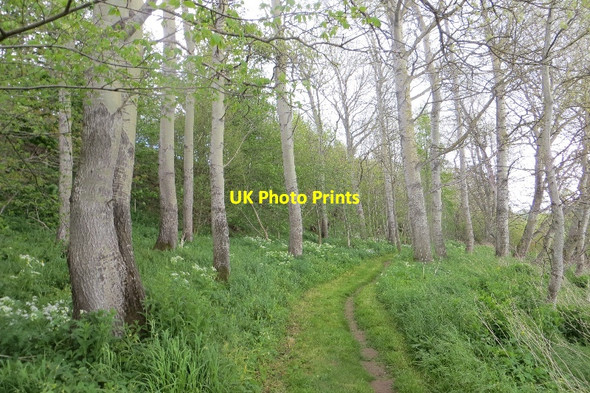Photo 6"x4" Haddington to East Linton path Athelstaneford c2015