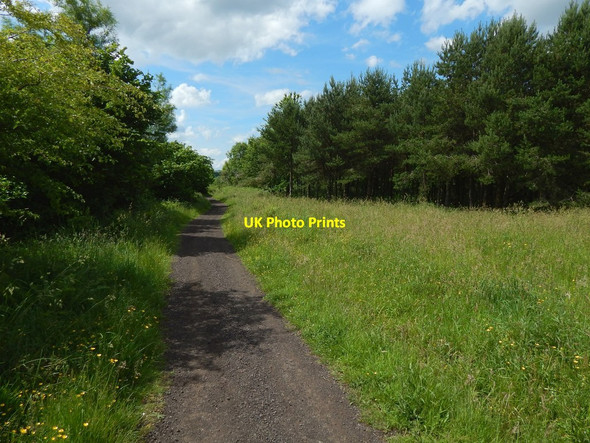 Photo 6"x4" Path through Garscadden Wood Bearsden c2015