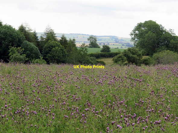 Photo 6"x4" Thistles dominate unmanaged grassland above Humshaugh Burn Humshaugh c2015