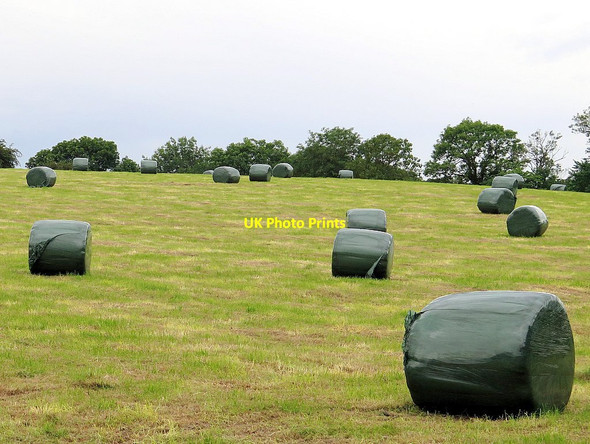 Photo 6"x4" Silage crop near Humshaugh Humshaugh c2015