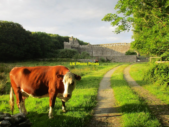 Photo 6"x4" Guardian of the Bishop's Palace St David's\/Tyddewi c2015