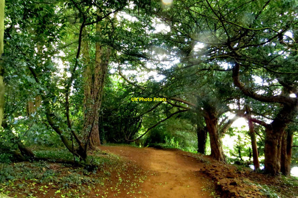 Photo 6"x4" Path through the trees at Upton House Edgehill\/SP3747 c2015