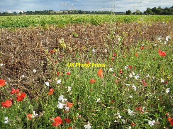 Photo 6"x4" Vergeside wildflowers Kerswell Green c2015
