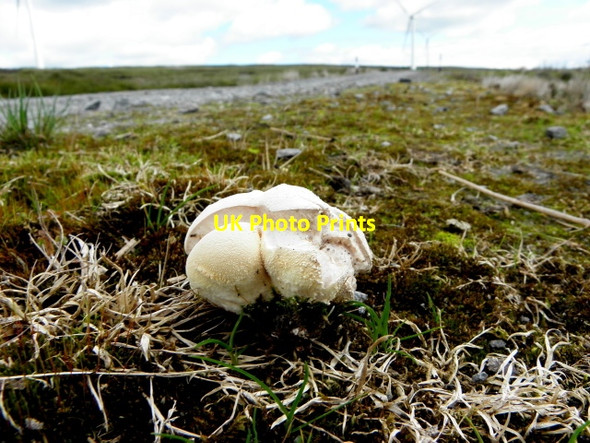 Photo 6"x4" Rogue cap, Stranahone Lack c2015