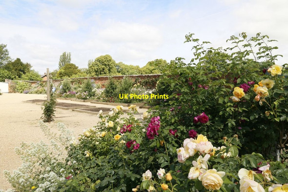 Photo 6"x4" Roses & Empty Beds Mottisfont c2015