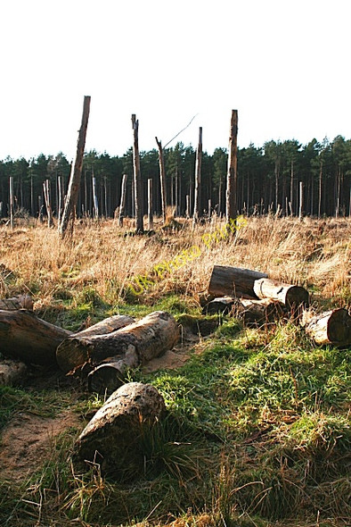 Photo 6"x4" Stumps and Logs Bogmoor c2009
