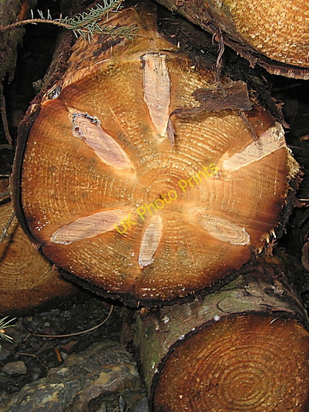 Photo 6"x4" Stack of logs in Esgair Fraith forest Llyn Dwfn c2009