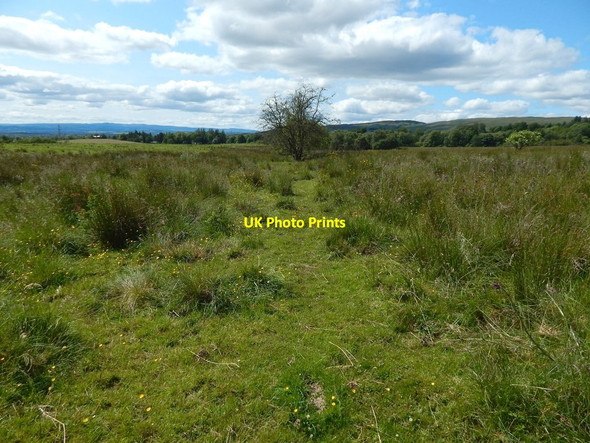 Photo 6"x4" Remains of a field boundary Bearsden c2015