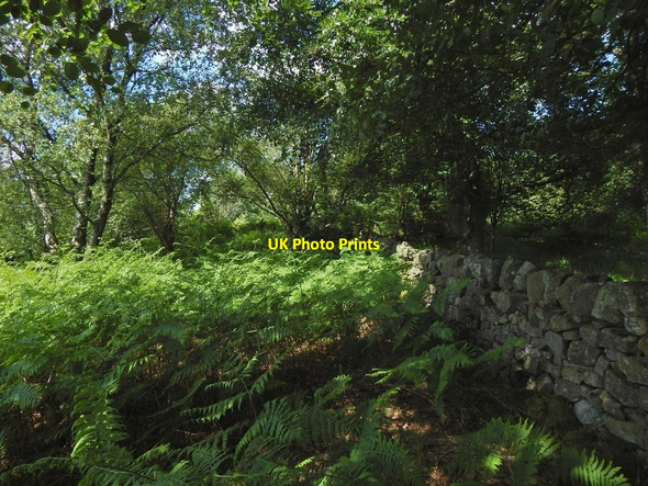 Photo 6"x4" Site of the Cochno Stone Bearsden c2015