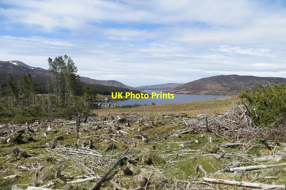 Photo 6"x4" Felled woodland Trinafour c2015