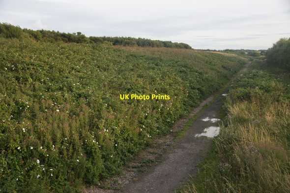 Photo 6"x4" Community woodland, Sefton Maghull c2015