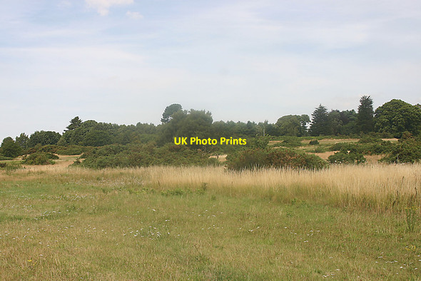 Photo 6"x4" Heath & woodland north of Aldeburgh Aldeburgh c2015