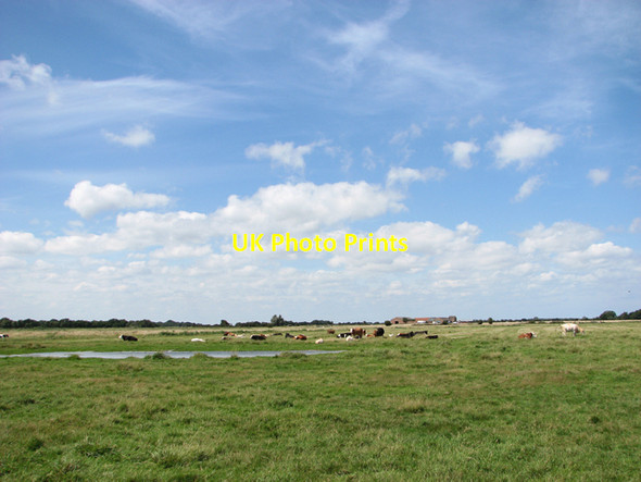 Photo 6"x4" Cattle grazing on Heigham Holmes Damgate\/TG4519 c2015