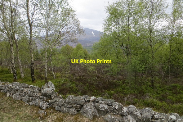 Photo 6"x4" Birch woods and Schiehallion Dalriach\/NN7459 c2015