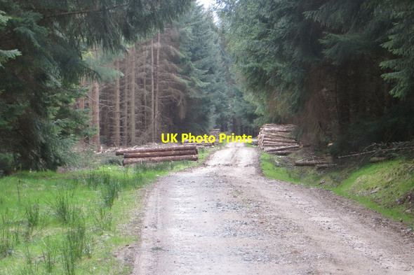 Photo 6"x4" Logging road, Bohispic Dalriach\/NN7459 c2015