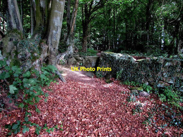 Photo 6"x4" Dead leaves on a public footpath in Catbrook Botany Bay\/SO5102 c2015