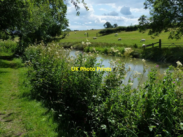 Photo 6"x4" Sheep next to the Grand Union Canal Crick\/SP5872 c2015