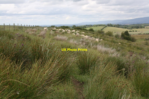 Photo 6"x4" Sheep in field at Bridgedale Brow Maulds Meaburn c2015