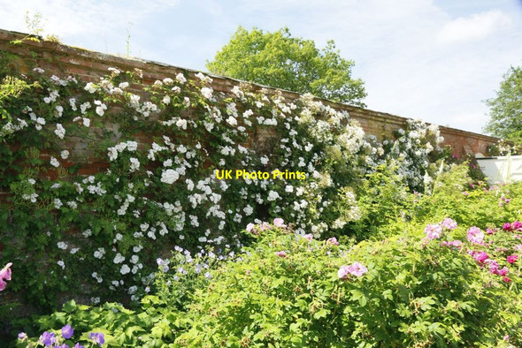 Photo 6"x4" Growing along the Wall Lower Brook c2015