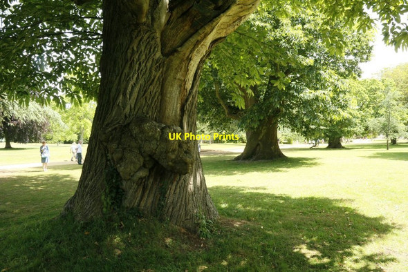 Photo 6"x4" Growth on the Tree Mottisfont c2015