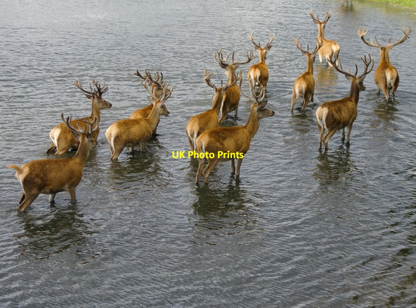 Photo 6"x4" Stags wading in the Lower Pen Pond Kingston Upon Thames c2015
