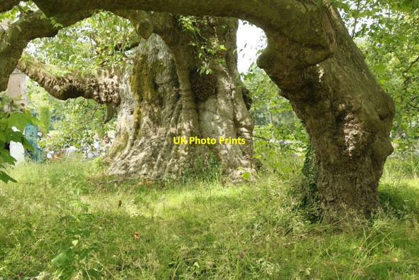 Photo 6"x4" Old Tree at Mottisfont Mottisfont c2015