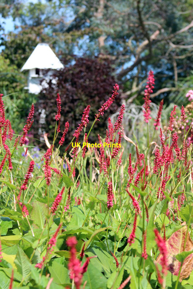 Photo 6"x4" Merriments gardens Hurst Green\/TQ7327 c2015 P2