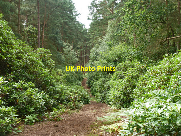 Photo 6"x4" Bridleway under power lines Charleshill c2015