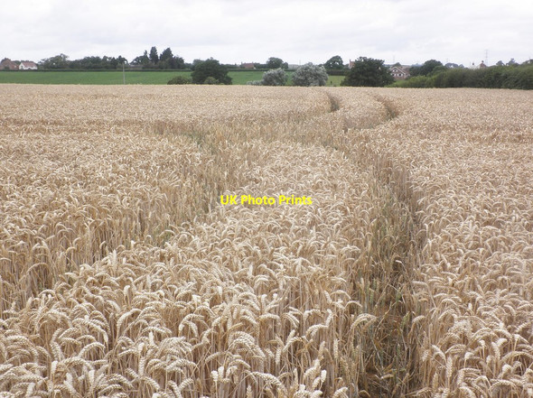 Photo 6"x4" Wheat field, near Lovedere Farm Bare Ash c2015