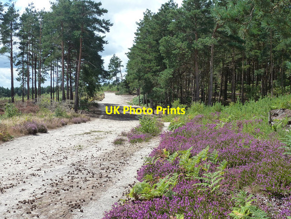 Photo 6"x4" Sand, heather and pines Tilford Reeds c2015