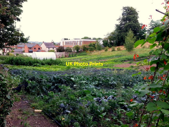 Photo 6"x4" Ross-on-Wye Community Garden Ross-on-Wye c2015