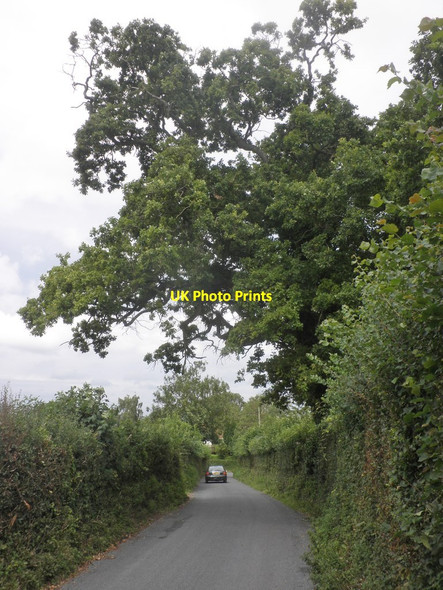 Photo 6"x4" Minor road to Goathurst Andersfield c2015