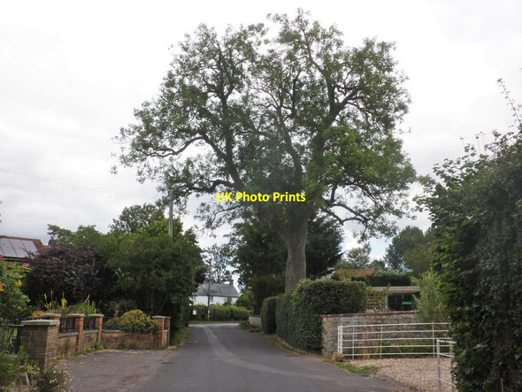 Photo 6"x4" Meare Green Meare Green\/ST2922 c2015