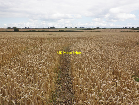 Photo 6"x4" Field of Wheat, New Barn Ham\/ST2825 c2015