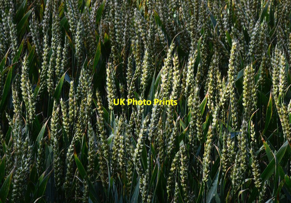 Photo 6"x4" Wheat, Sugar Hill, Wiltshire Upper Upham c2015